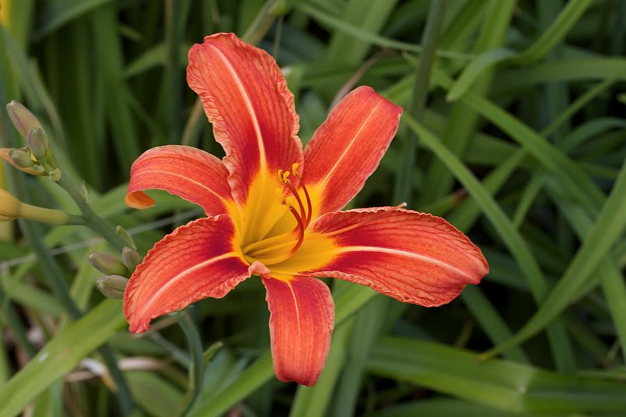 Day Lilly Photograph by Josef Pittner