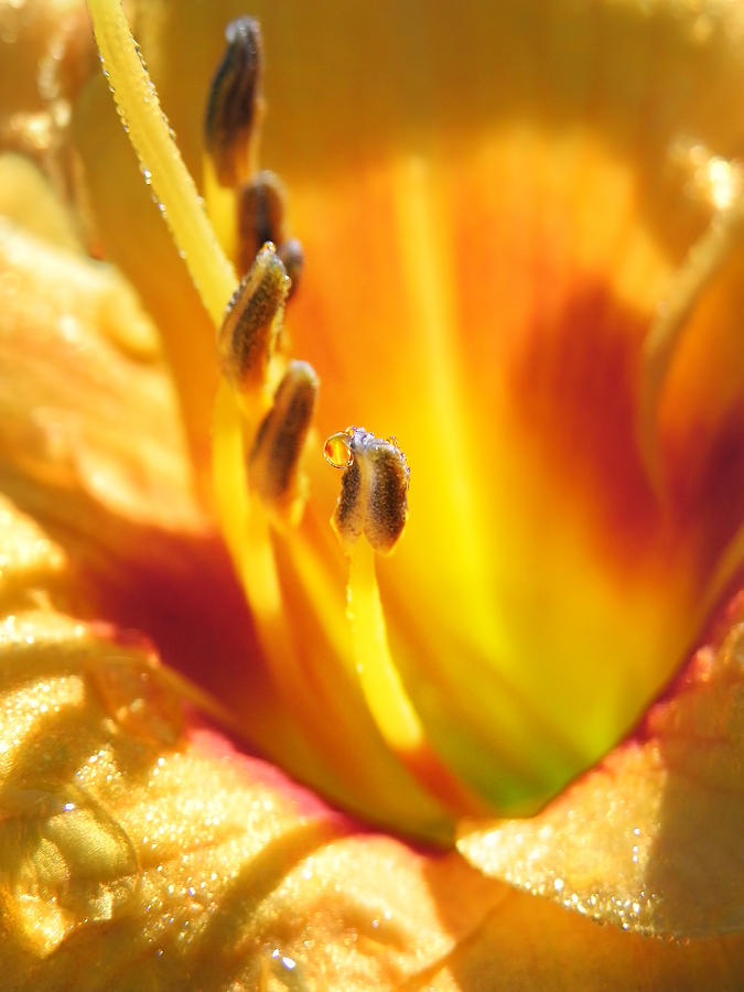 Day Lily Dew Photograph by Frances Miller