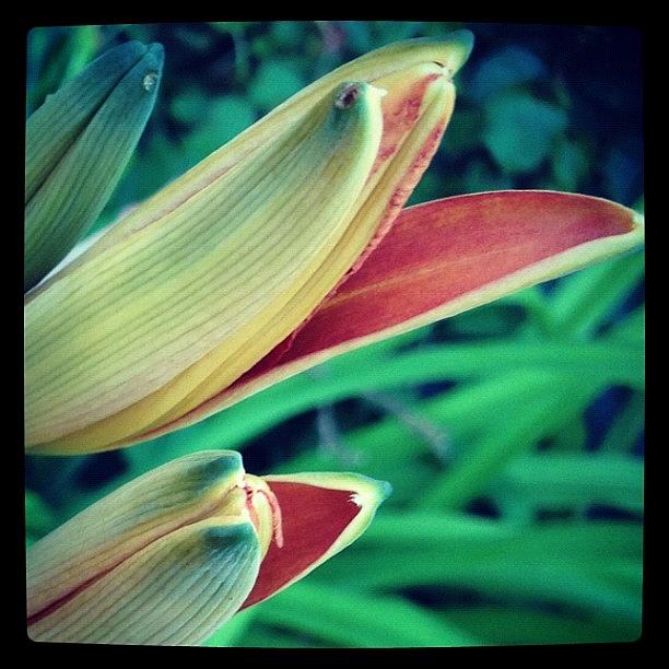 Day Lily Photograph by Edie Freedman