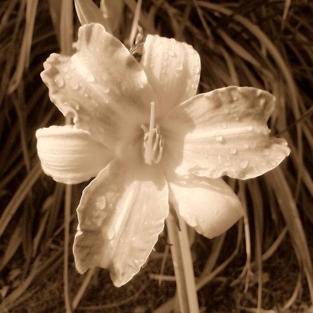 Flowers Still Life Photograph - Day Lily #flor #fiori #flora #flower by Anita Callister Jones
