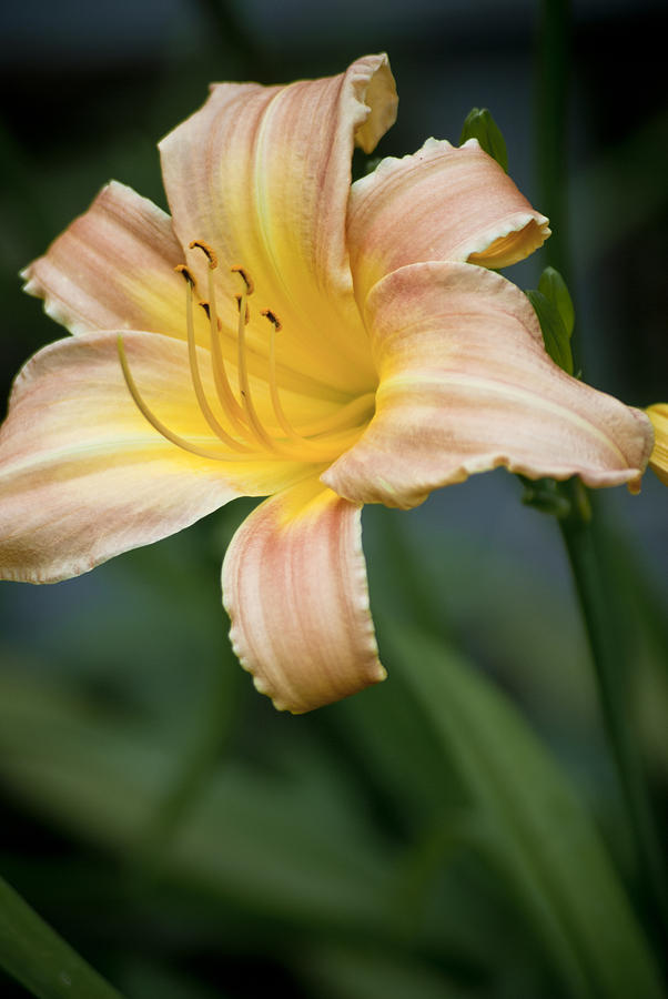 Day Lily in Bloom by Jason Pryor Day Lily in Bloom by Jason Pryor