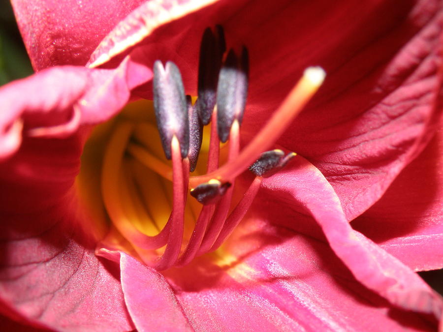 Flower Photograph - Day Lily in Red and Yellow by Sharon Downey Miniard