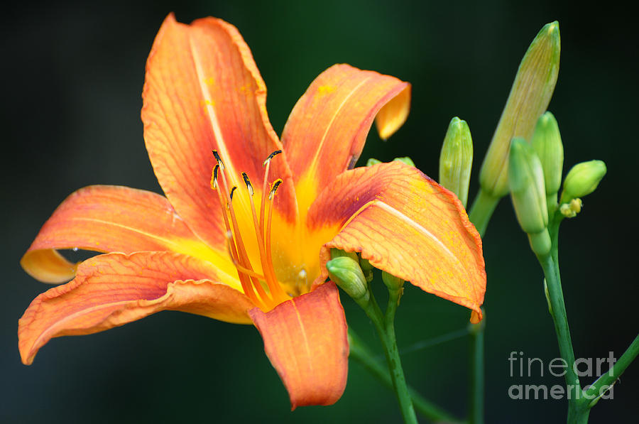 Day Lily Photograph by Jean A Chang