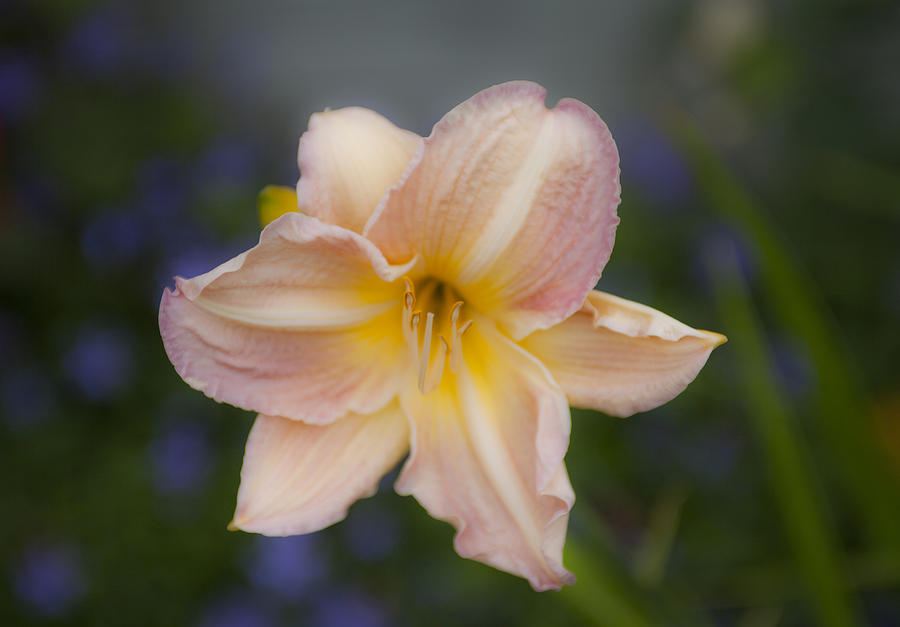 Lily Photograph - Day Lily by Joe  Palermo