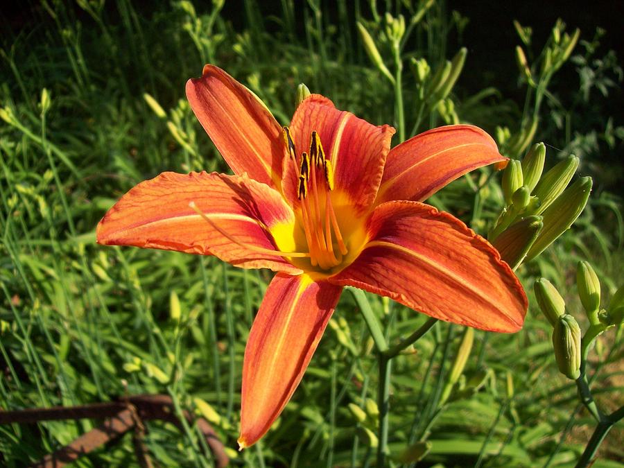 Day Lily Photograph by Lora Hall - Fine Art America