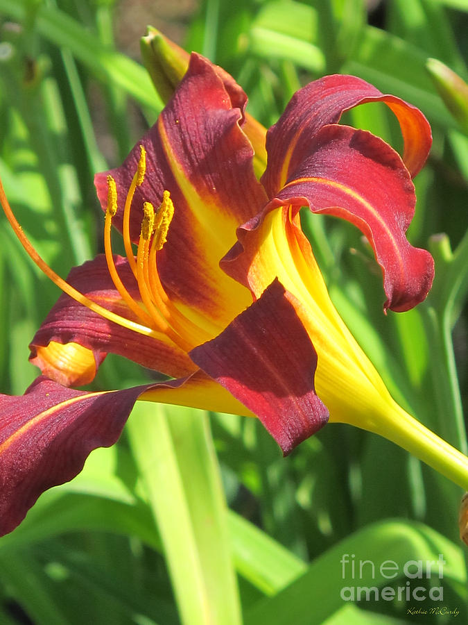 Day Lily Red and Yellow Photograph by Kathie McCurdy