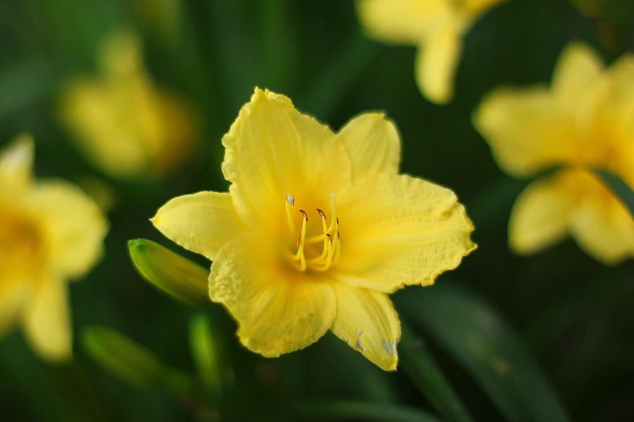 Day Lily Photograph by Ruthie Lombardi - Fine Art America