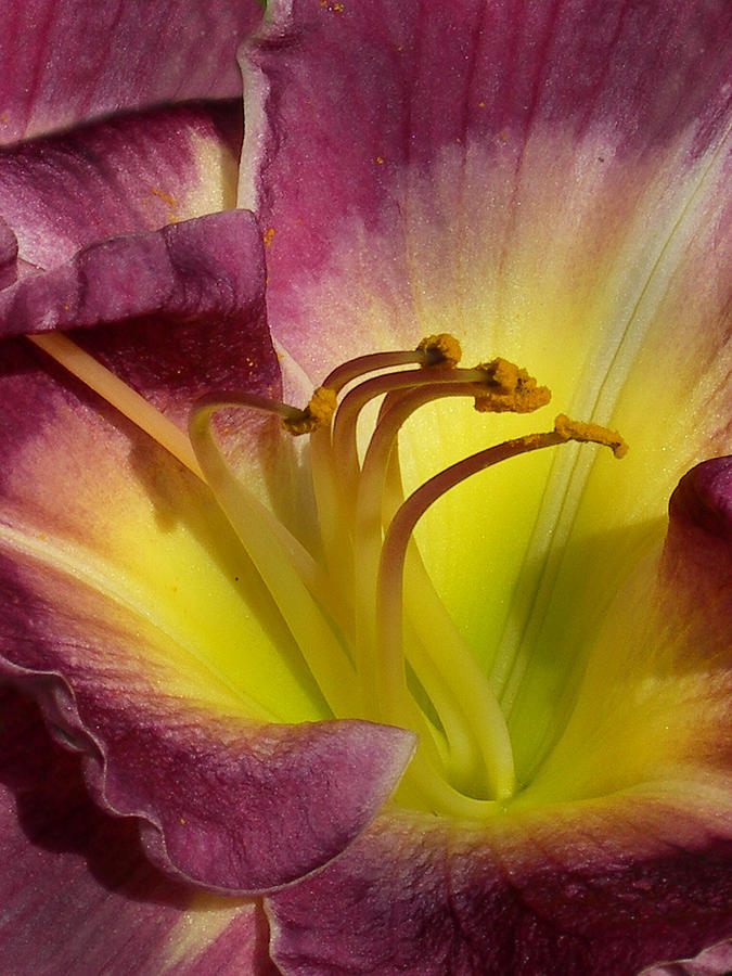 Lily Photograph - Day Lily by Skip Willits