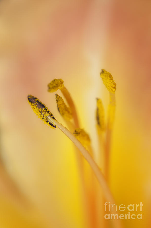 Day Lily Up Close Photograph by David Waldrop