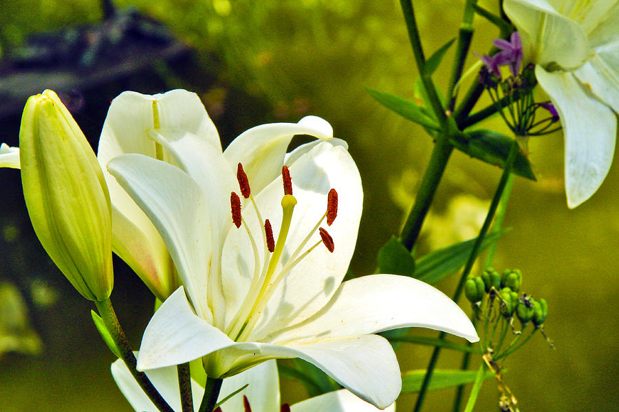 Lily Photograph - Day Lily by Wendy Mogul