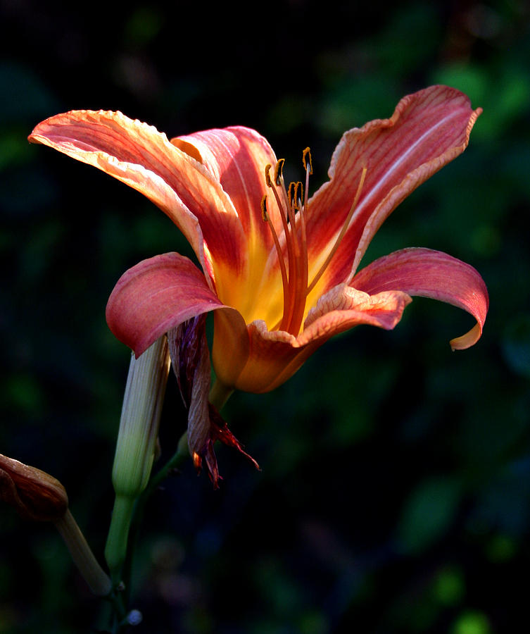 Day Lily5 Photograph by Karen Harrison Brown