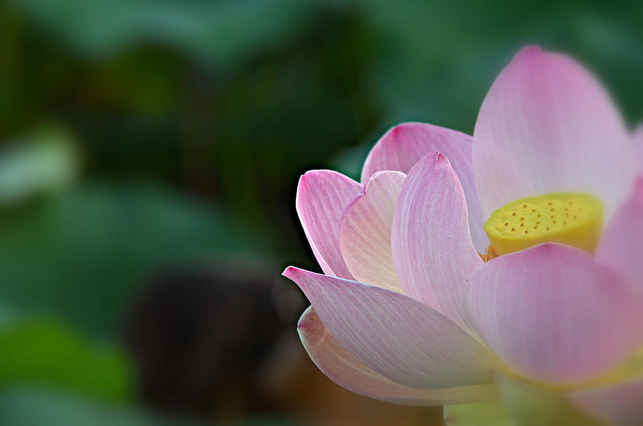 Lotus Flower Photograph - Daydream by Fraida Gutovich