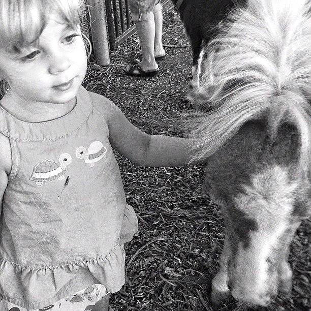 Pony Photograph - #daydreaming About A #pony by Kayla Hart