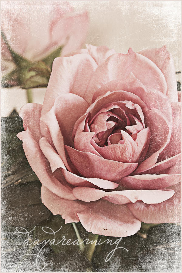 Rose Photograph - Daydreaming  by Sandra Rossouw