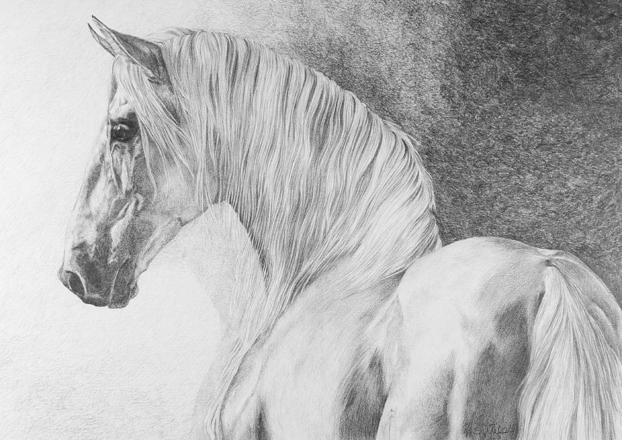 Horse Drawing - Daydreaming by Sue  Miles 