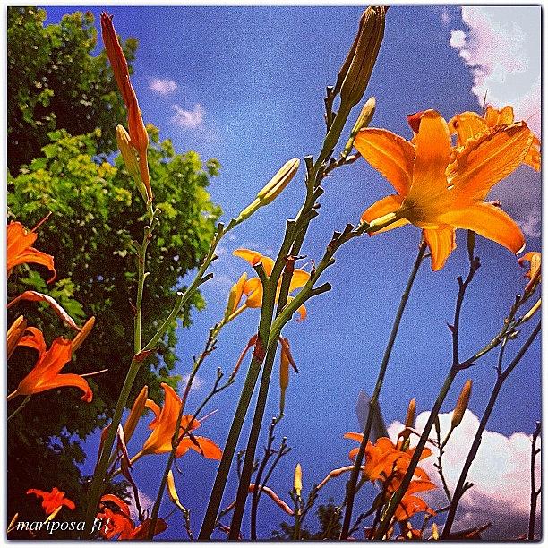 Flower Photograph - Daylilies Perspective by Mari Posa
