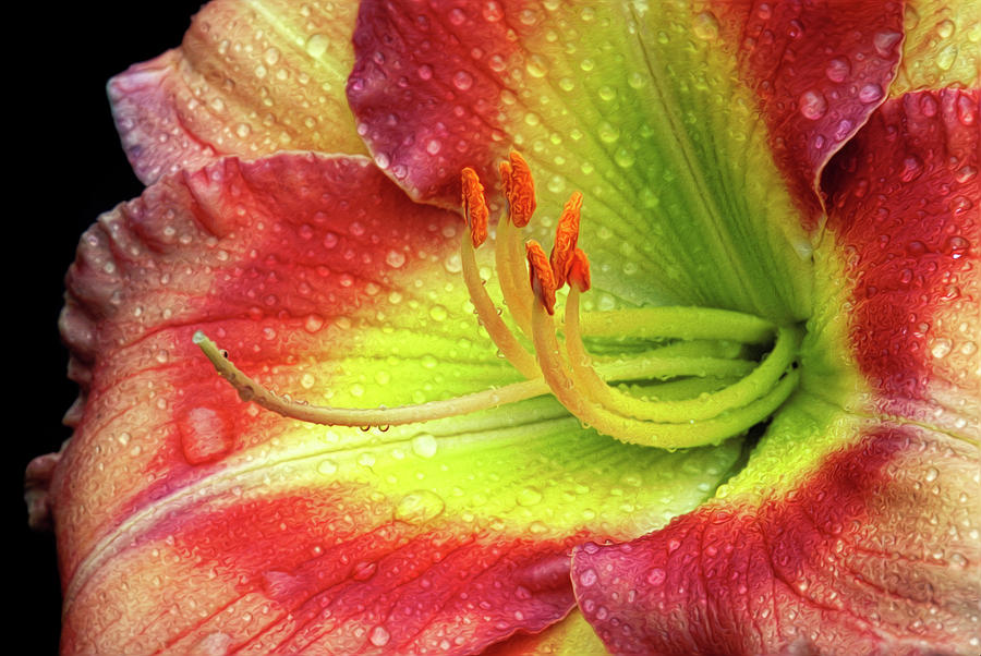 Daylily Photograph by Dave Mills