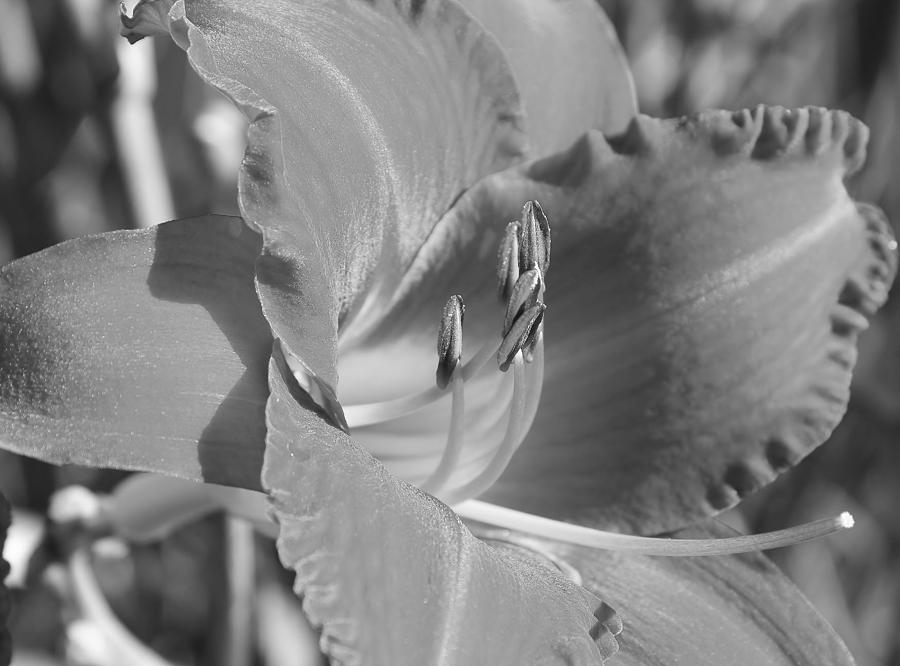 Daylily in Grey Photograph by Bruce Bley