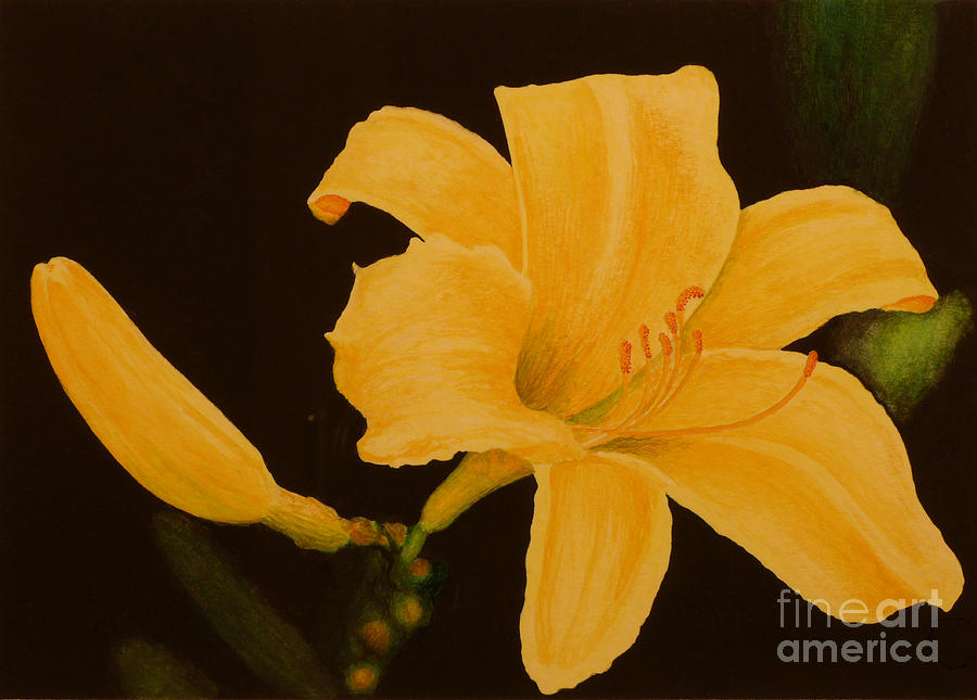 Lily Painting - Daylily by Norm Holmberg