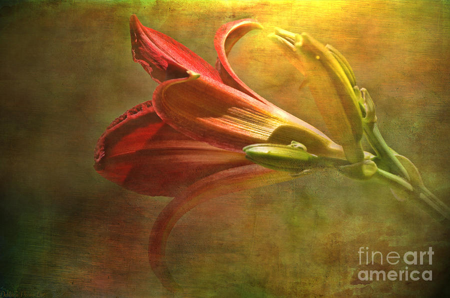 Daylily Photoart with texture II  Photograph by Debbie Portwood