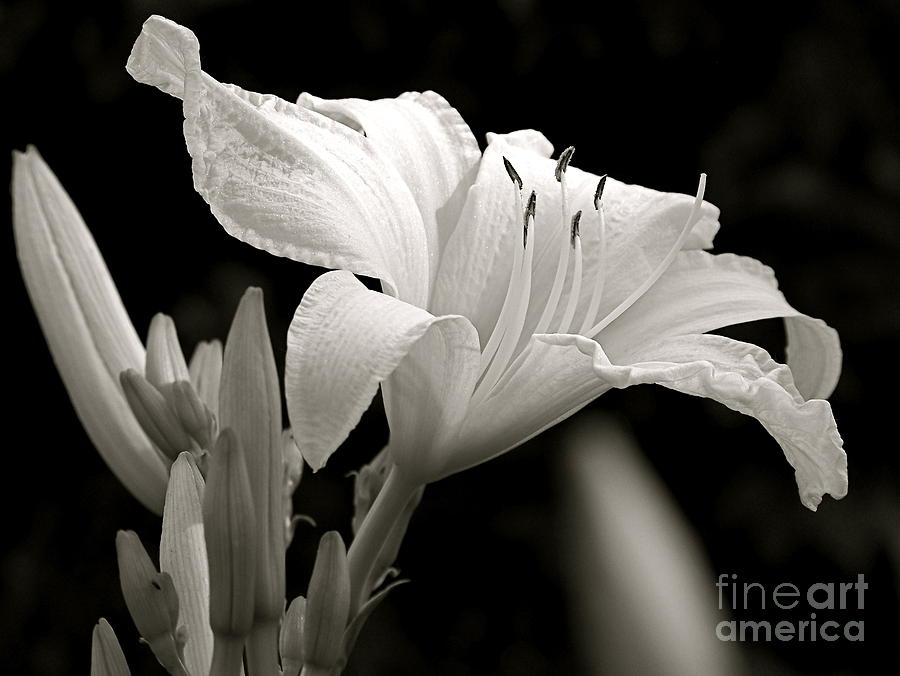 Daylily Study in BW IV Photograph by Sue Stefanowicz