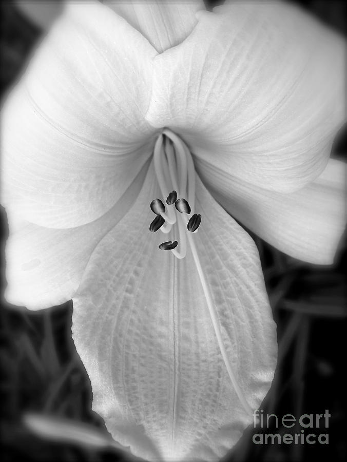 Daylily Study in BW Photograph by Sue Stefanowicz