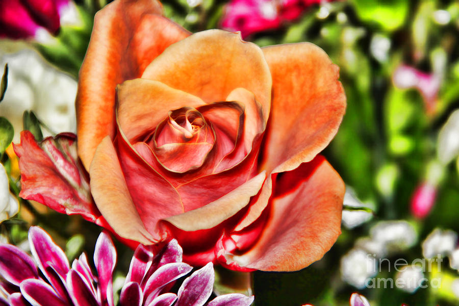 Dazzling Rose Photograph by Mariola Bitner