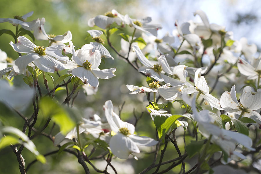 Dazzling Sunlit White Spring Dogwood Blossoms Photograph by Kathy Clark