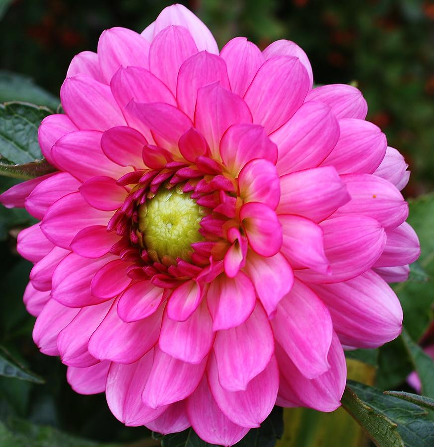 Dazzling Vibrant Pink Dahlia Photograph by Bruce Bley