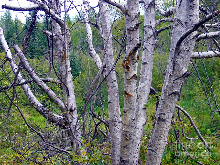 Dead Birch Tree Photograph by Jim Sauchyn