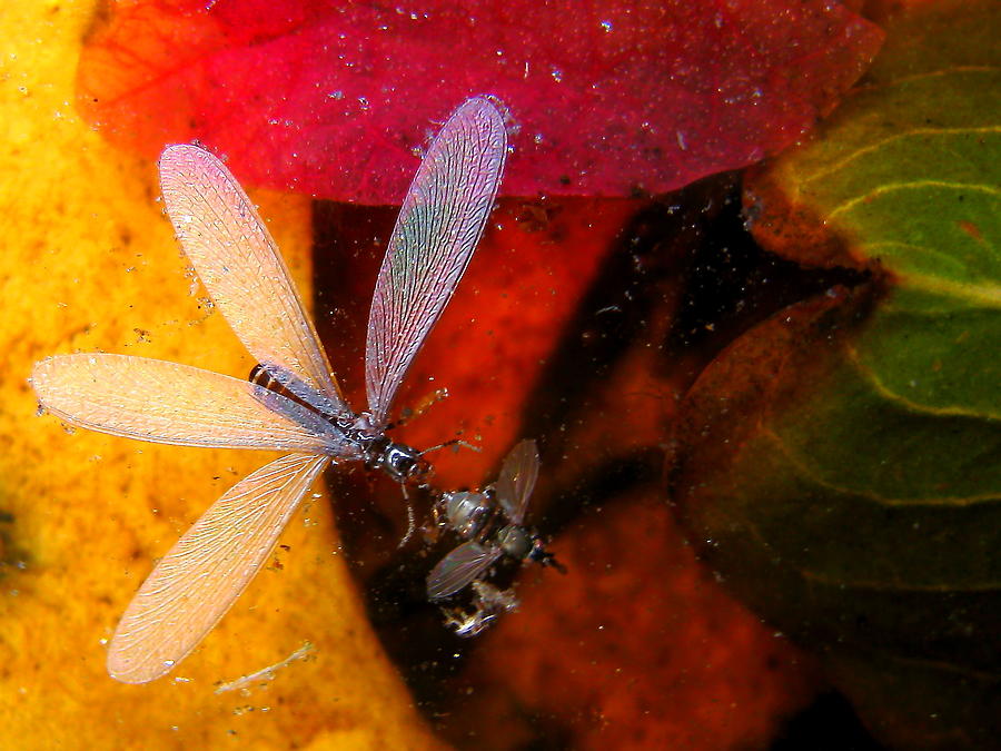 Dead Bugs Floating Photograph by John King I I I