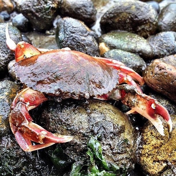 Tacoma Photograph - Dead Crab Walking #owenbeach #tacoma by Brandon Erickson