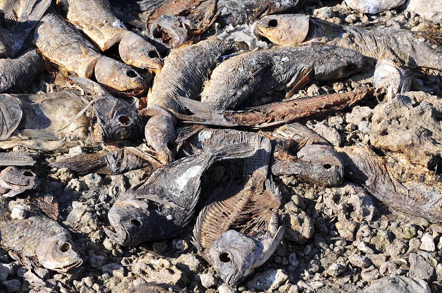 Dead Fish Photograph by Photostock-israel - Fine Art America