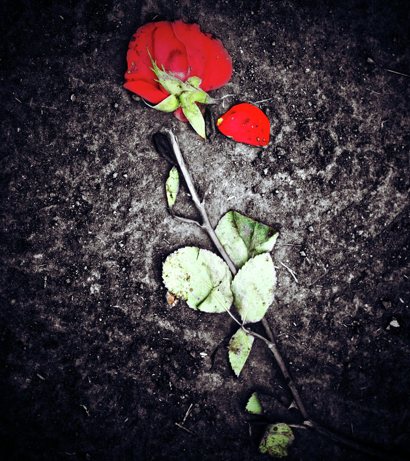 Dead Flower Walking Photograph by J C