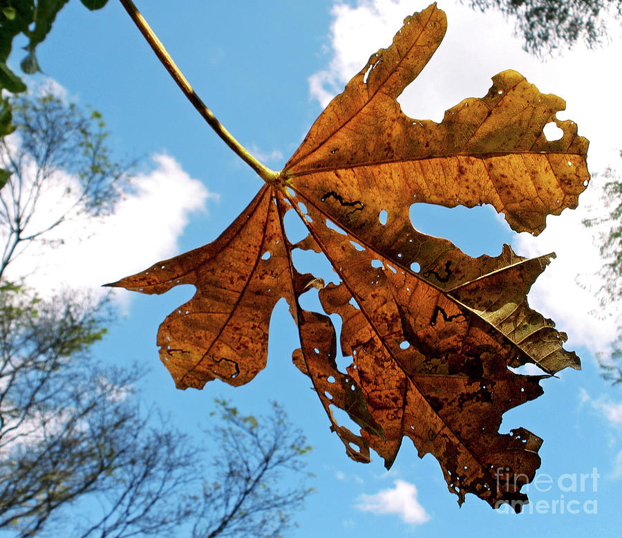 Dead Leaf Photograph by Kaye Menner