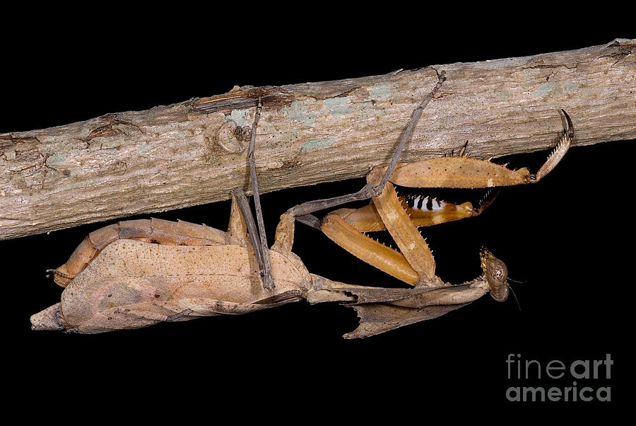 Dead Leaf Mantis Photograph by Dant Fenolio