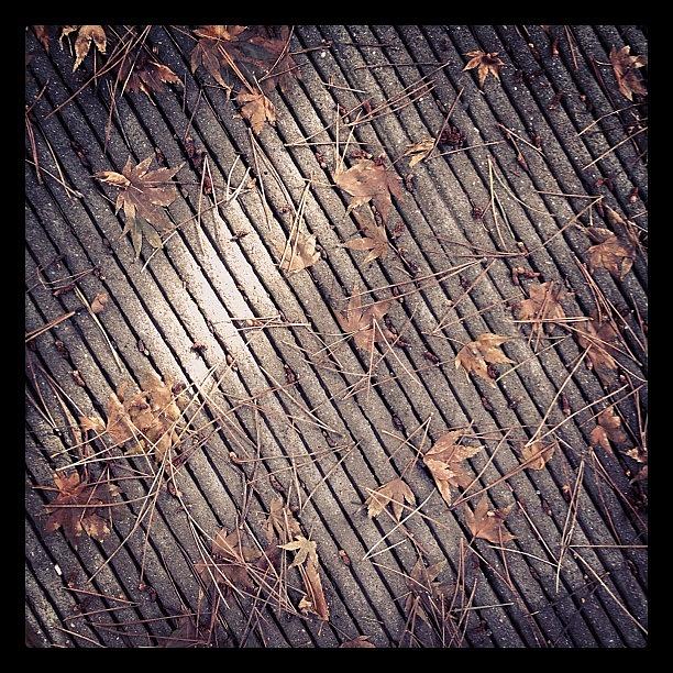 Pattern Photograph - Dead #leaves And The Dirty #ground by Christy I