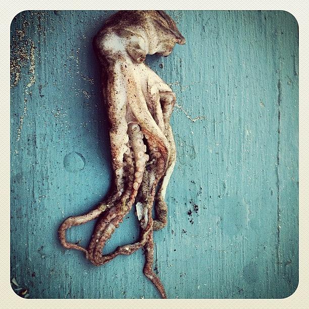 Octopus Photograph - #dead #octopus #gnarly #pismobeach by Gabbi Bauer