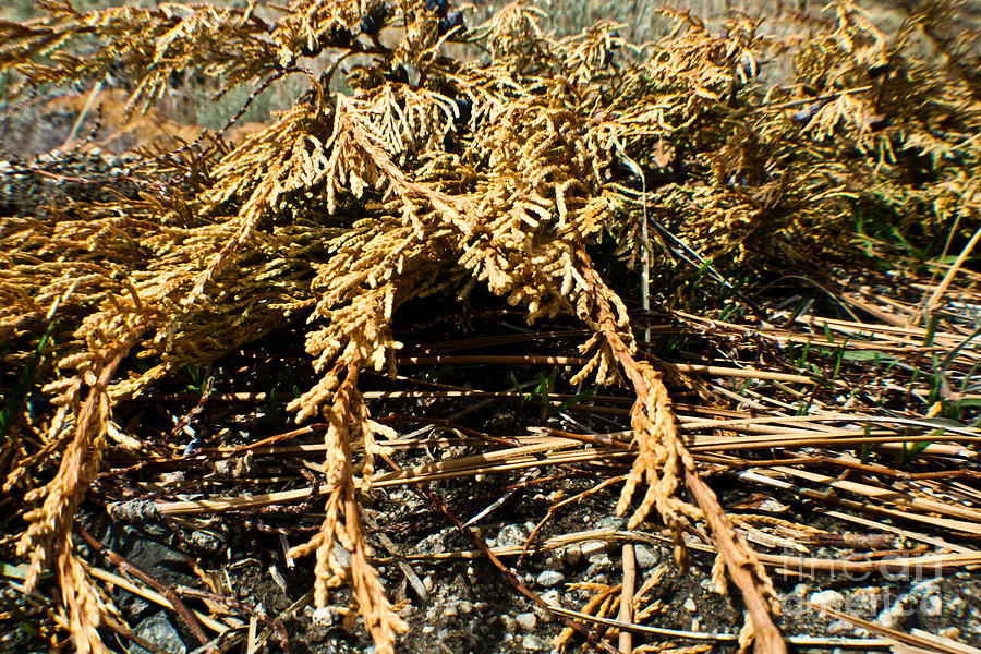 Dead Pine Tree Photograph by Dawn Whiteaker Fine Art America