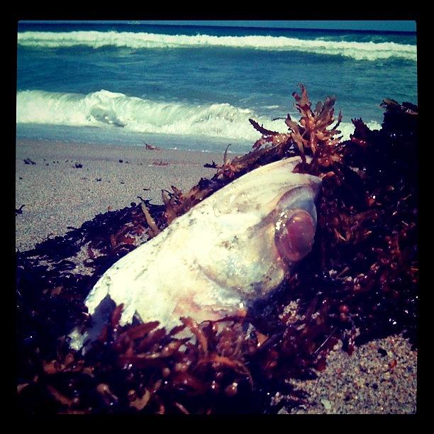Fish Photograph - Dead. #sealife #fishhead #fish #dead by Emily W