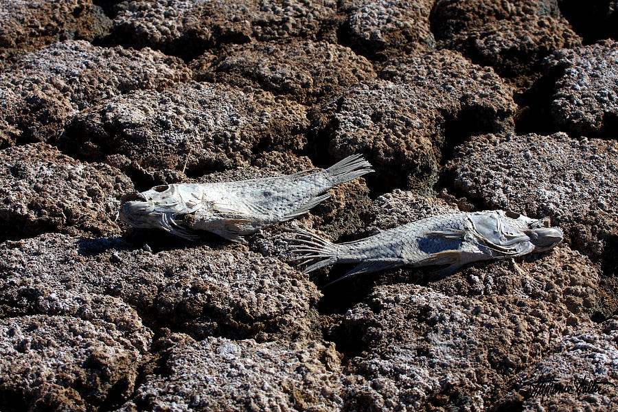 Salton Sea Dead Tilapia Photograph by Stephanie Salter