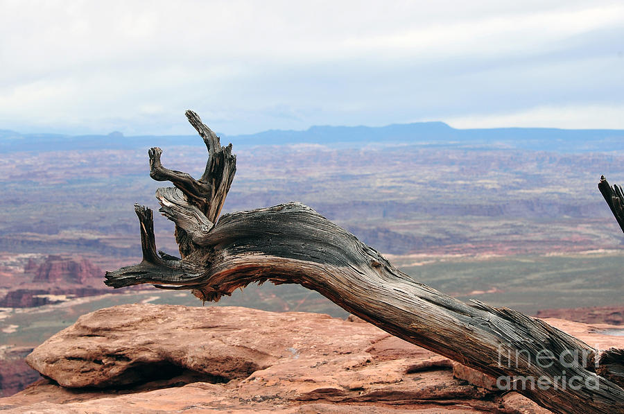 Dead tree at canyonland park Photograph by Dan Friend