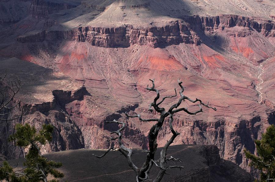 Dead Tree at the Canyon Photograph by Wanda Jesfield