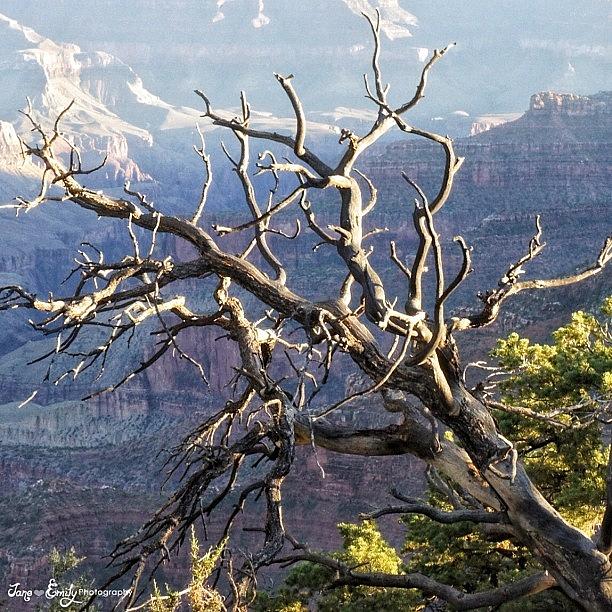 Gmy Photograph - Dead Tree At The Grand Canyon by Jane Emily