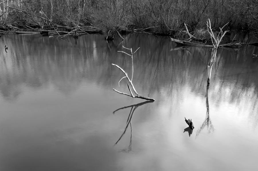 Tree Photograph - Dead Tree Branches - Fradley Pool by Rod Johnson