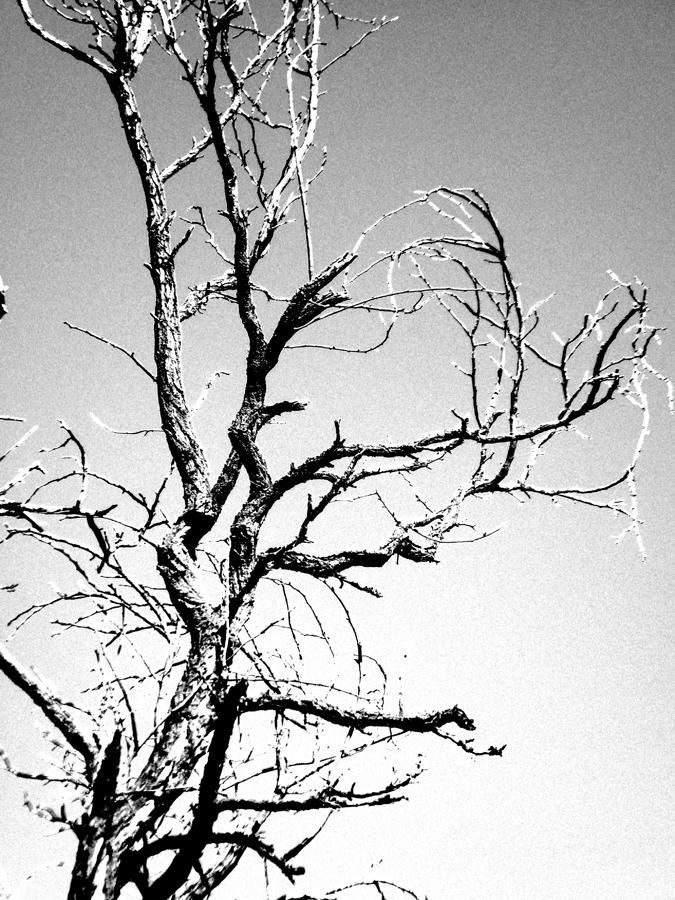 Dead Tree Photograph by Britney Spoonemore - Fine Art America