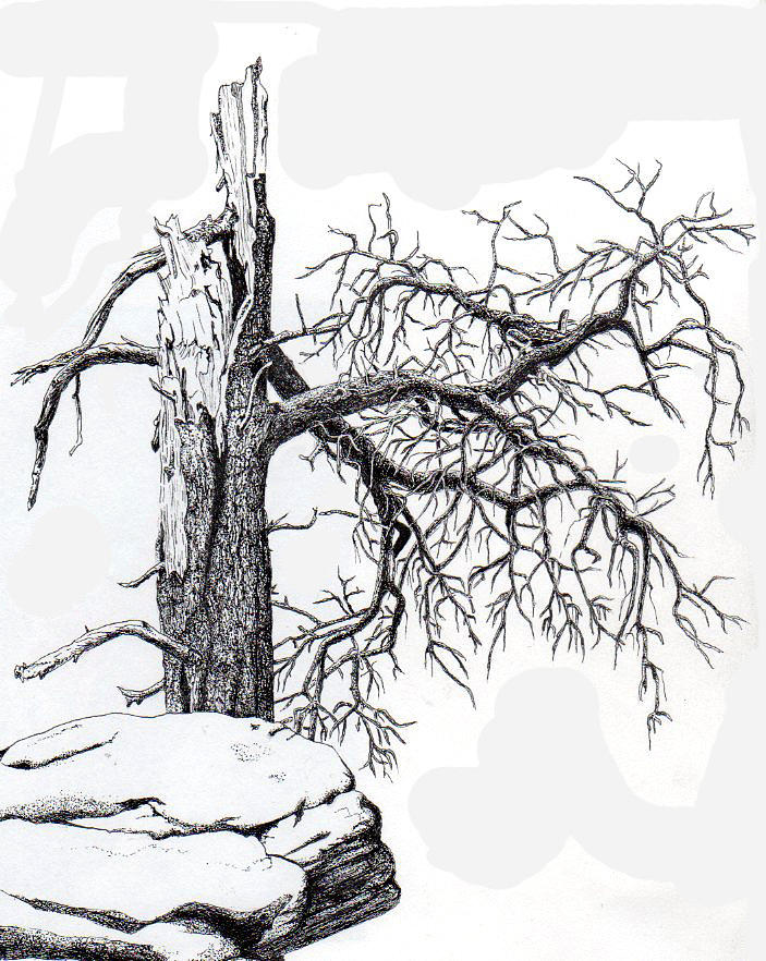 Tree Sketch #51 Horizontal Dry Tree - Apolo Prints - Drawings &  Illustration, Flowers, Plants, & Trees, Trees & Shrubs, Oak - ArtPal
