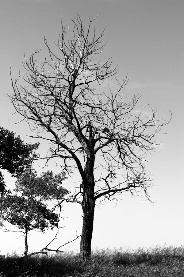 Dead tree Photograph by Jim Sauchyn