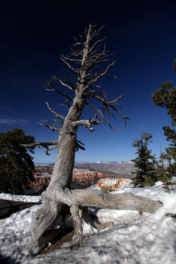 Dead Tree over Bryce Canyon Photograph by Karen Lee Ensley