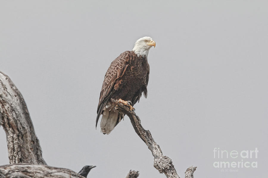 Eagle Photograph - Dead Tree Pose by Deborah Benoit